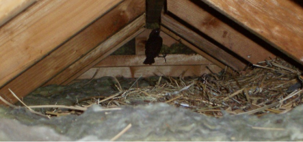 birds in attic