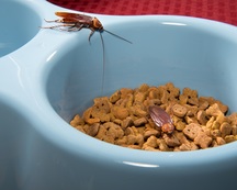 cockroaches dog food